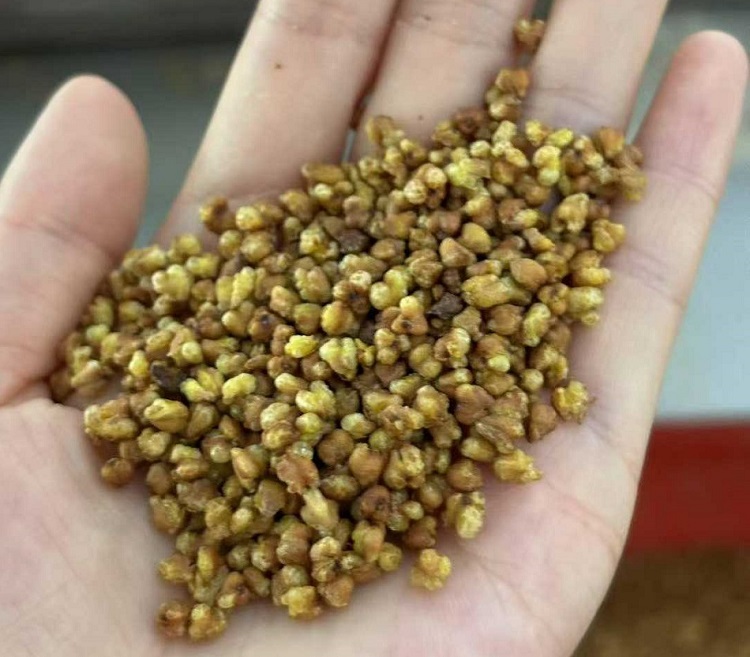 許昌智工炒苦蕎設(shè)備 許昌智工炒苦蕎設(shè)備